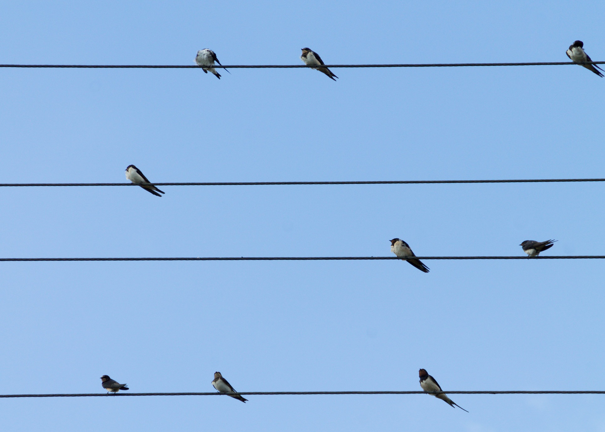 Vögel sitzen auf Stromleitungen