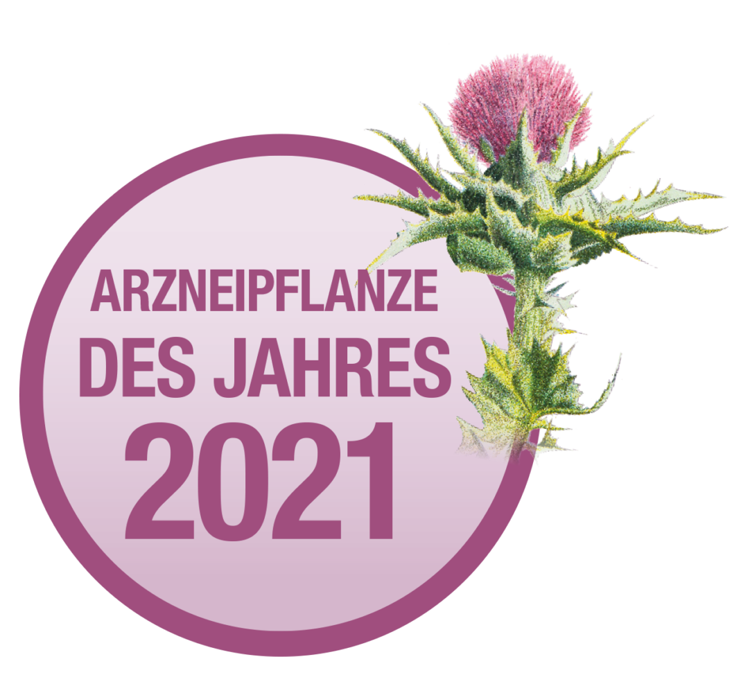 Mariendistel ist die österreischische „Arzneipflanze des Jahres 2021“