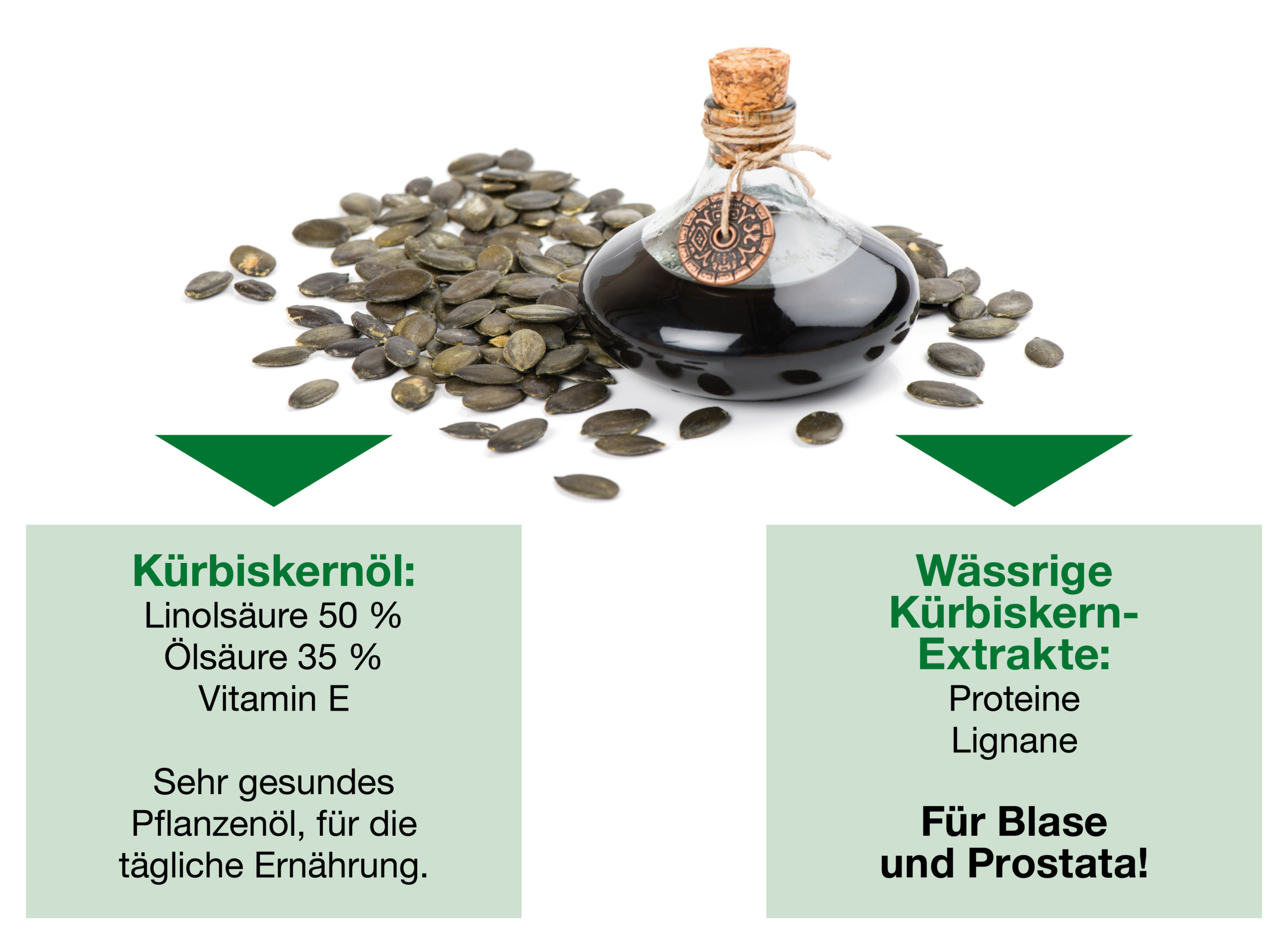 Steirischer Arzneikürbis - Arzneipflanze des Jahres 2005