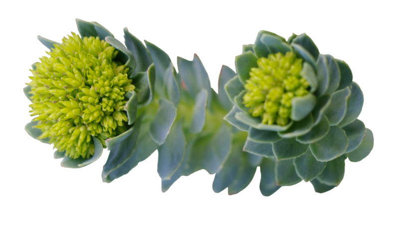 Rosenwurz (Rhodiola rosea)