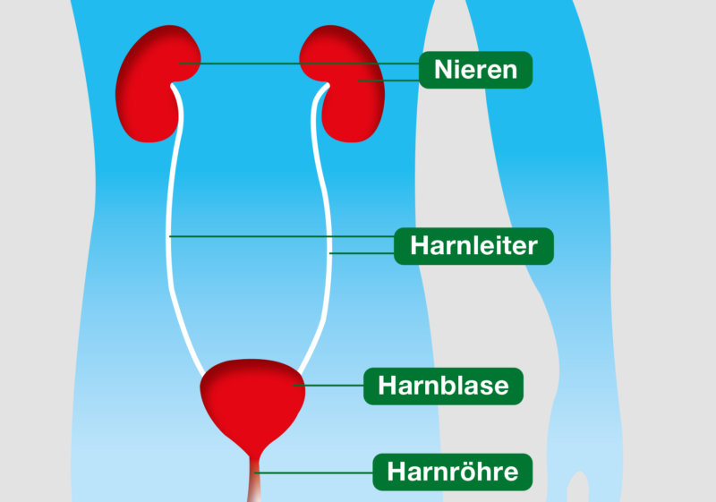 Aufgabe der Niere und der ableitenden Harnwege