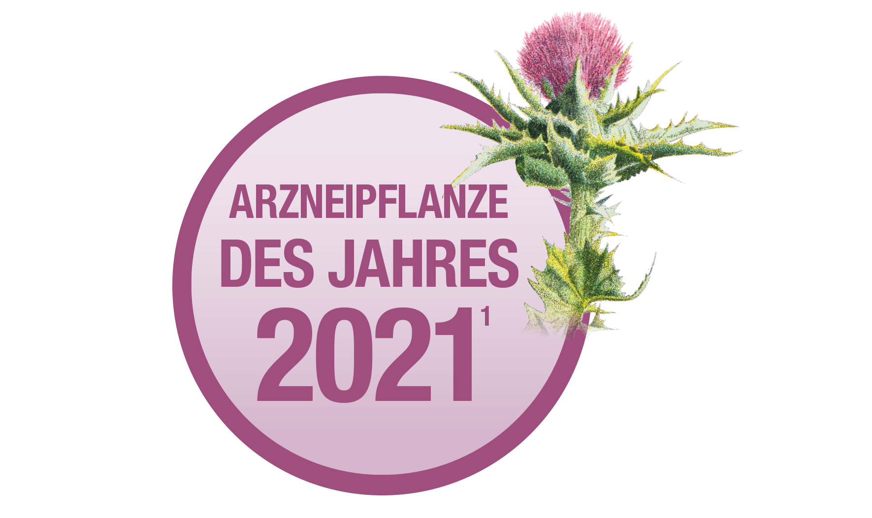 Mariendistel - Arzneipflanze des Jahres 2021