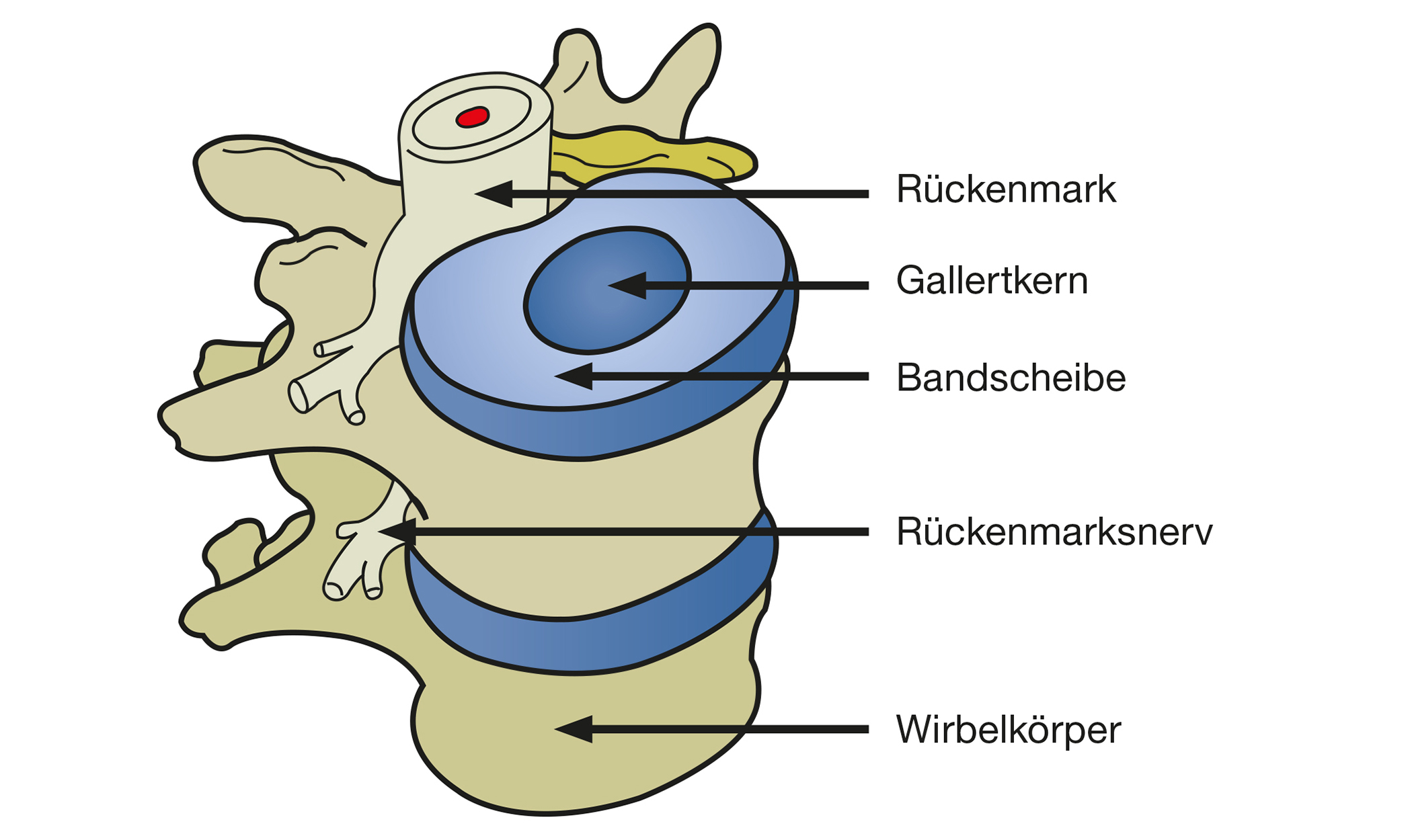 Besonders häufig ist der Ischias-Nerv Auslöser für Rückenschmerzen.