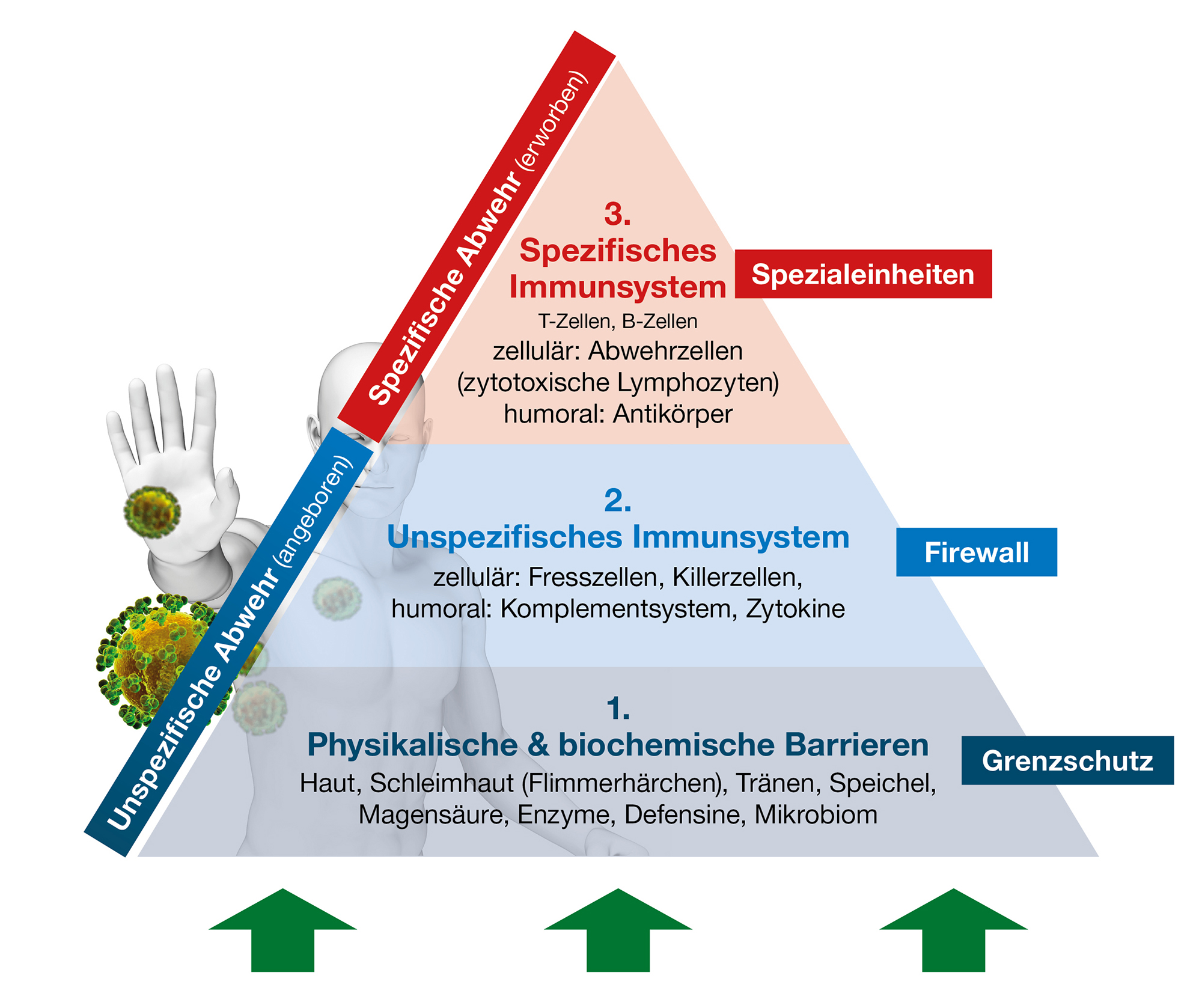 Wie die menschliche Immunabwehr aufgebaut ist?