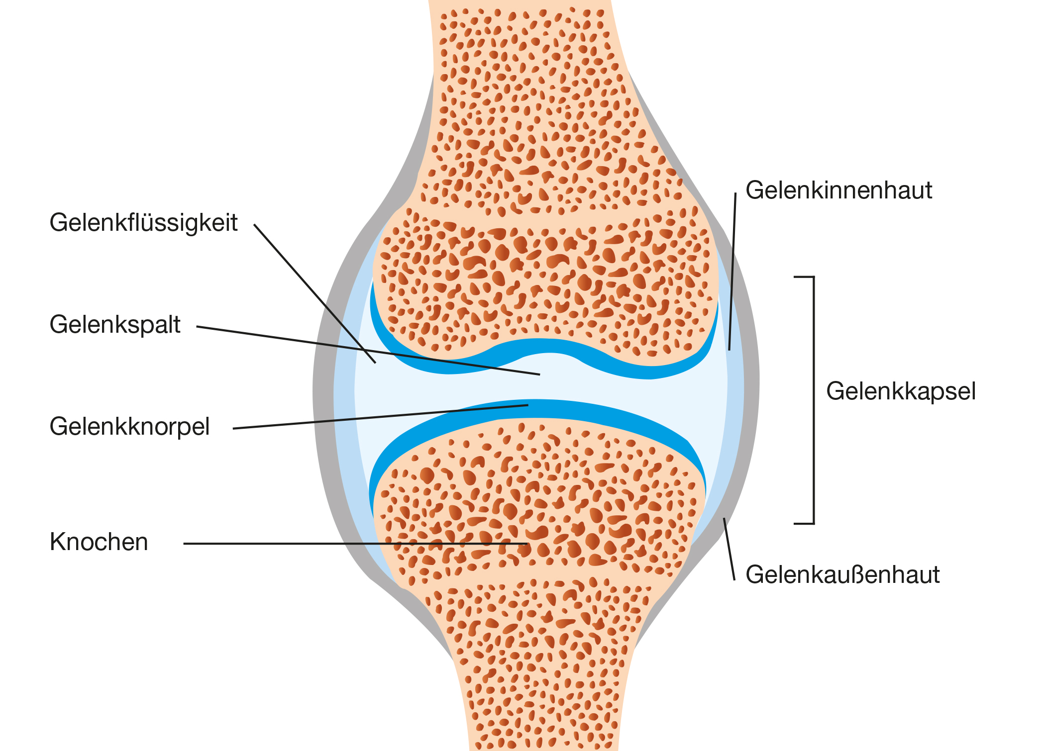 Wie ist ein Gelenk aufgebaut?