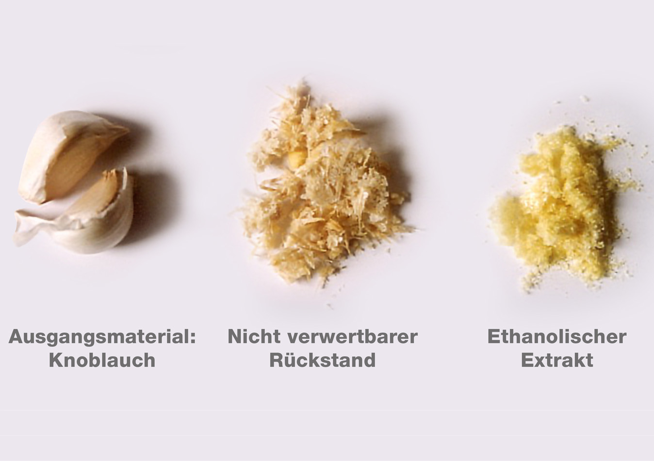 Warum Knoblauch-Extrakt?