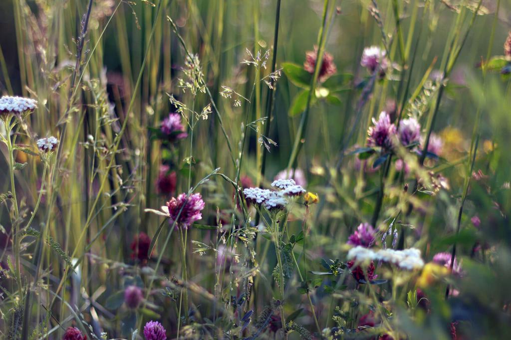 Natur pur – Gutes für Körper und Geist