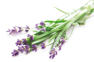 Lavendel für besseren Schlaf