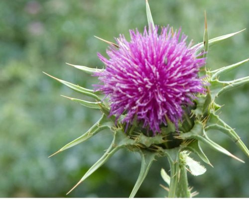 Mariendistel – die Leberpflanze