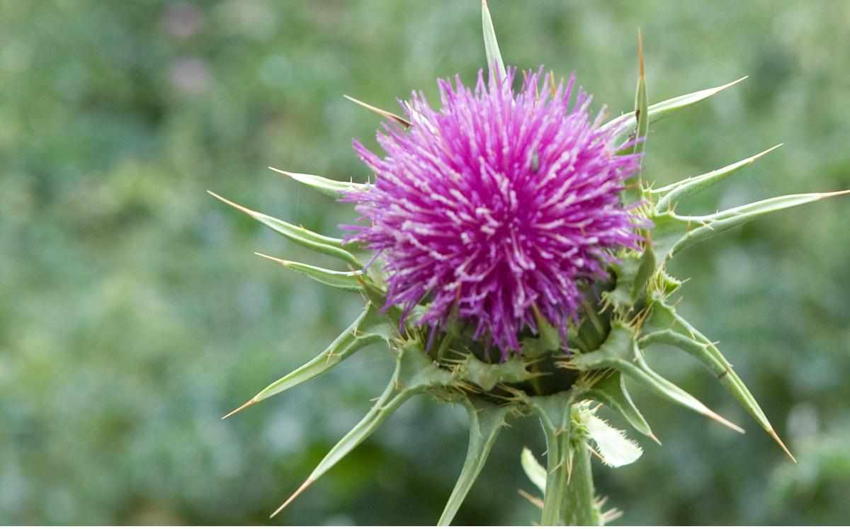 Mariendistel – die Leberpflanze