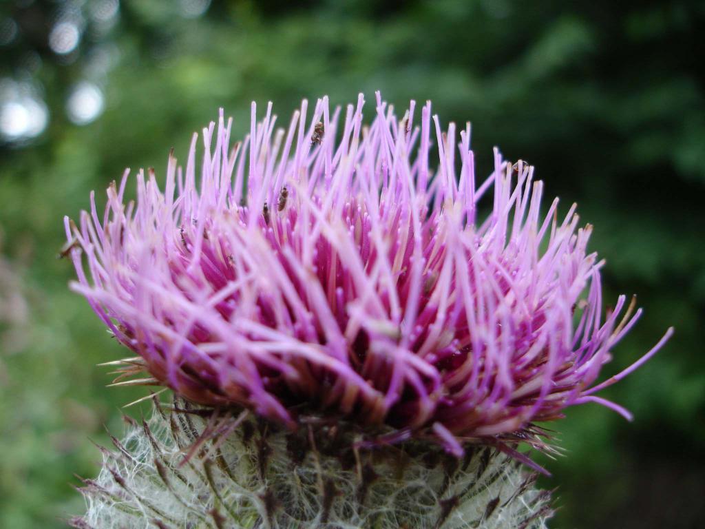 Mariendistel für die Leber