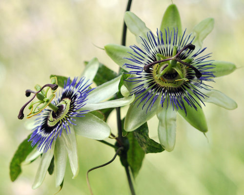 Passionsblume beruhigt bei Stress