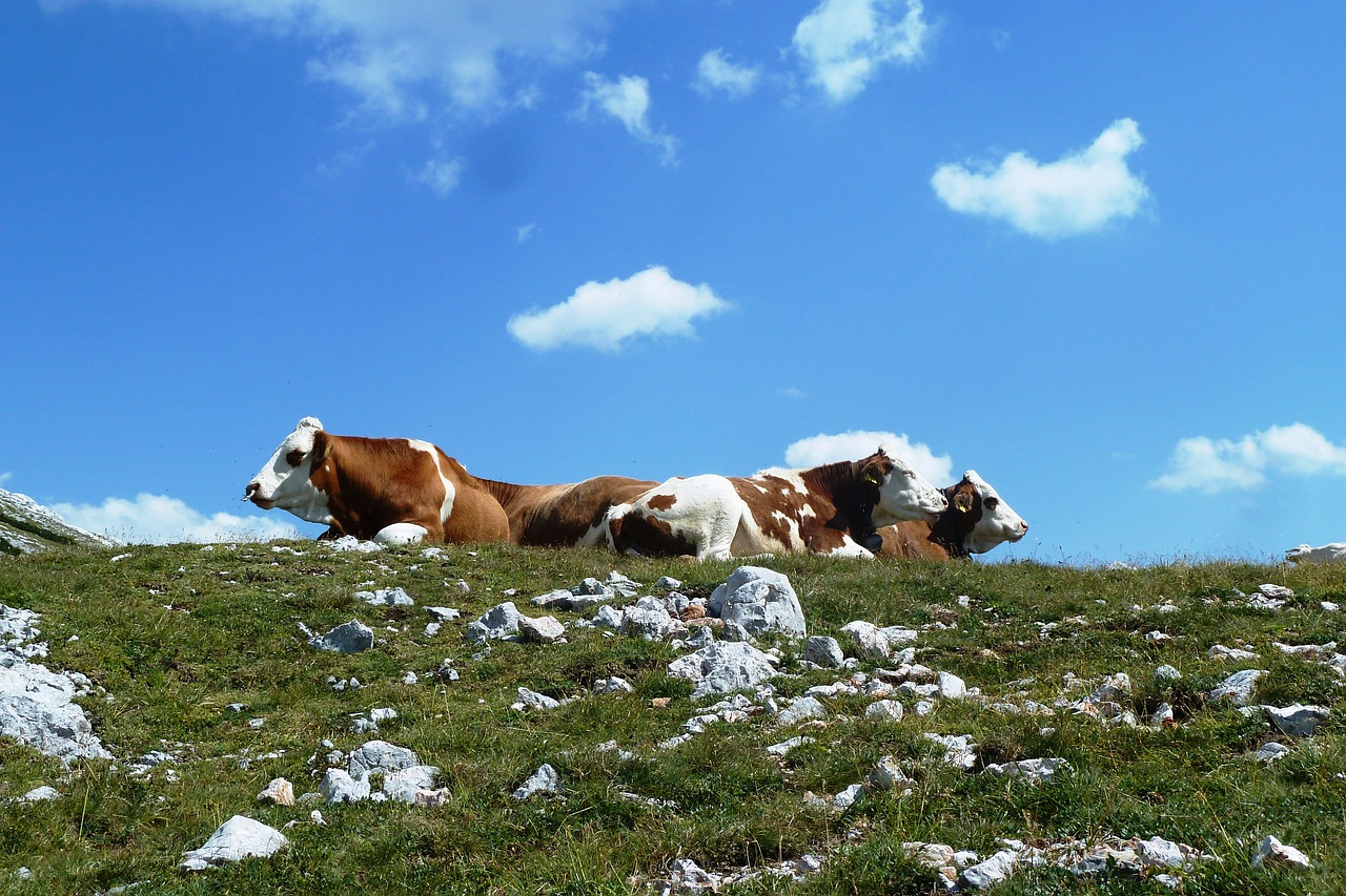 Wandern auf der Alm