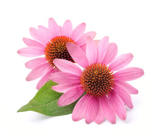 Echinacea bei Erkältung