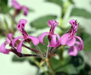 Kapland-Pelargonie zur Stärkung des Immunsystems