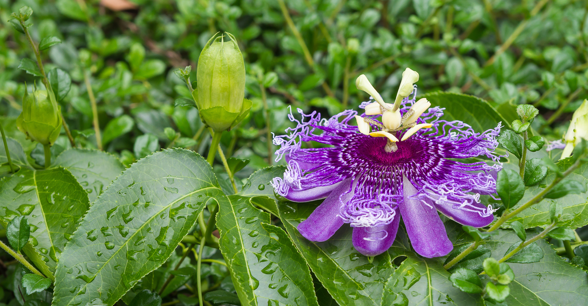 Altbewährtes und effektives Beruhigungsmittel: Die Passionsblume