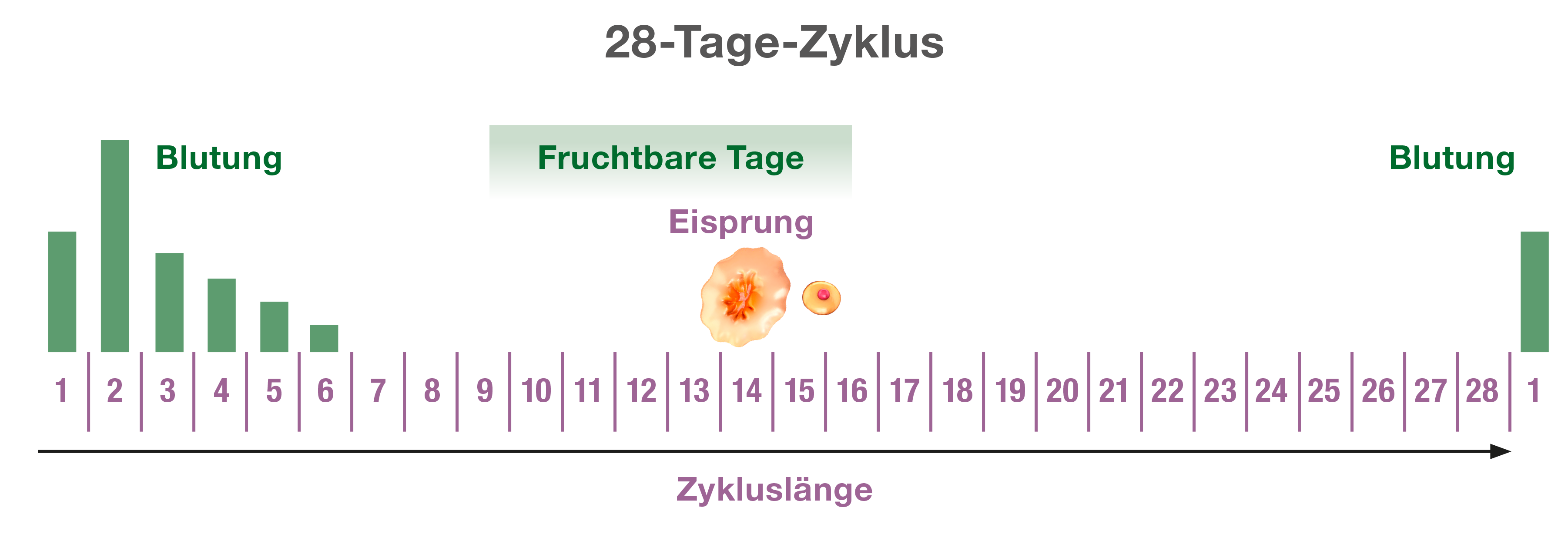 Der weibliche Zyklus